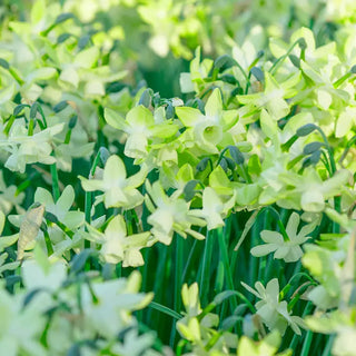 Moonlight Sensation Daffodil