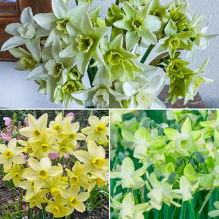 Green Daffodil Collection