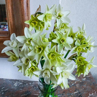 Green Daffodil Collection