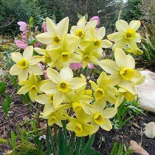 Green Daffodil Collection
