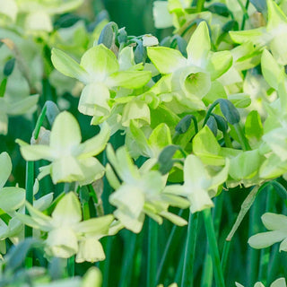 Green Daffodil Collection
