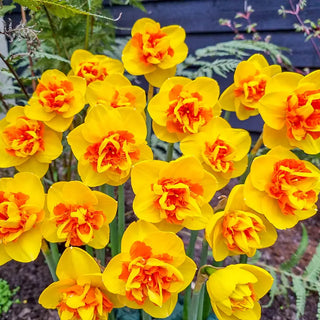 Sizzling Fire Daffodil