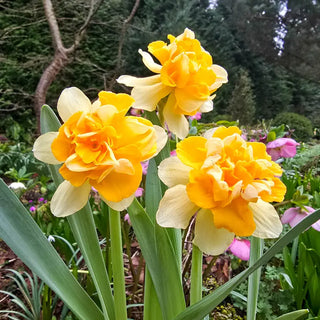 Growers Beauty Daffodil