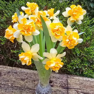 Growers Beauty Daffodil