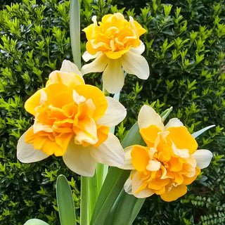 Growers Beauty Daffodil