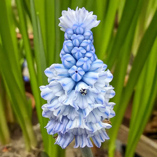 Azure Grape Hyacinth