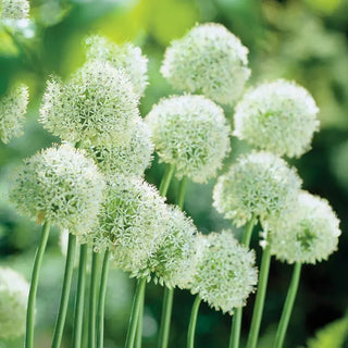 White Giant Allium