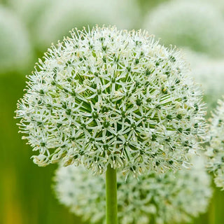 White Giant Allium