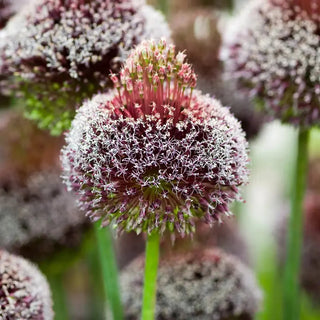 Forelock Allium