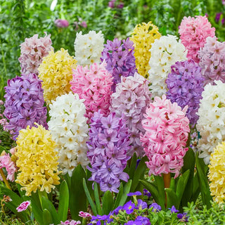 Giant Pastel Hyacinth Mixture