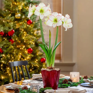 Under the Mistletoe Amaryllis