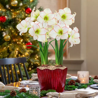 Under the Mistletoe Amaryllis
