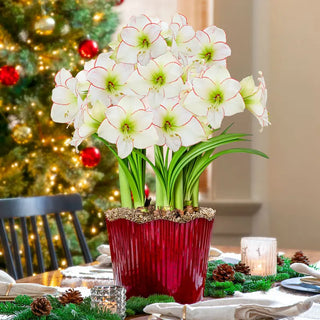 Under the Mistletoe Amaryllis