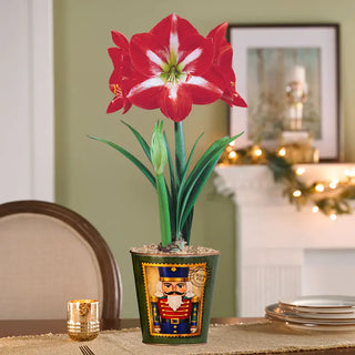 Christmas Traditions Amaryllis