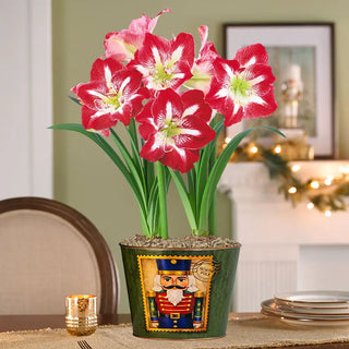 Christmas Traditions Amaryllis