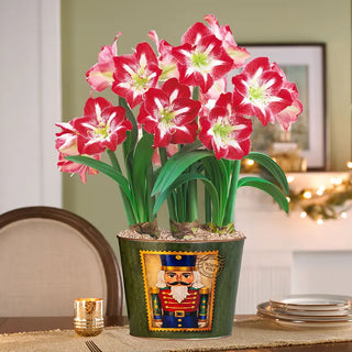 Christmas Traditions Amaryllis
