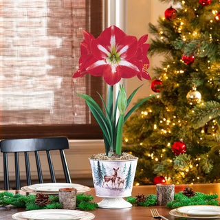 Peaceful Pines Amaryllis