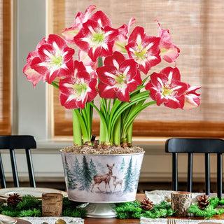 Peaceful Pines Amaryllis