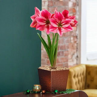 Warmest Wishes Amaryllis