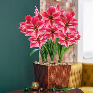 Warmest Wishes Amaryllis