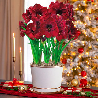 Deck the Halls Amaryllis