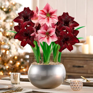 Silver Bells Amaryllis Trio
