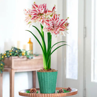 Homegrown Holiday Amaryllis