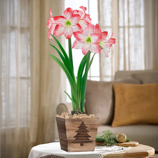 Simple Pleasures Amaryllis