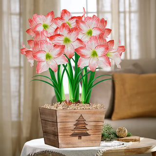 Simple Pleasures Amaryllis