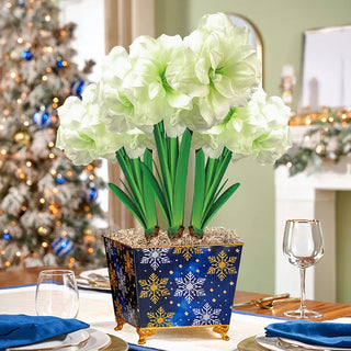 Moonlight Merriment Amaryllis