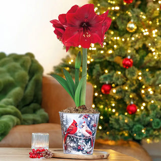 Christmas Cardinals Amaryllis