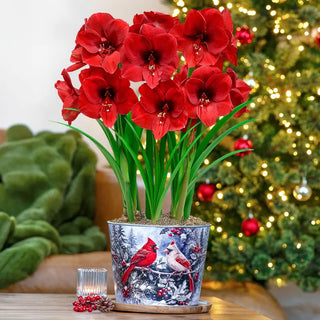 Christmas Cardinals Amaryllis