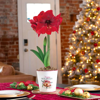 Happy Holidays Amaryllis Single