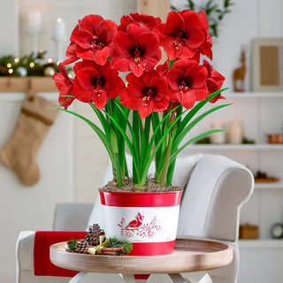 Holiday Radiance Amaryllis Triple