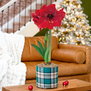 Warm & Cozy Amaryllis