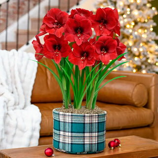 Warm & Cozy Amaryllis