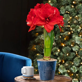 Home for Christmas Amaryllis