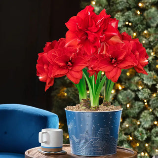 Home for Christmas Amaryllis