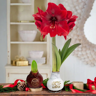 Holiday Greetings Waxed Amaryllis