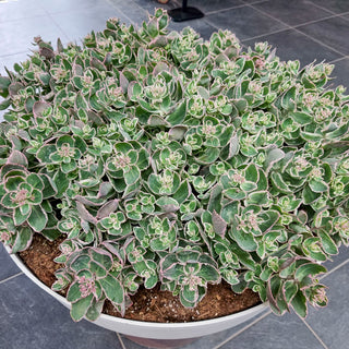 La Vie en Rose Sedum