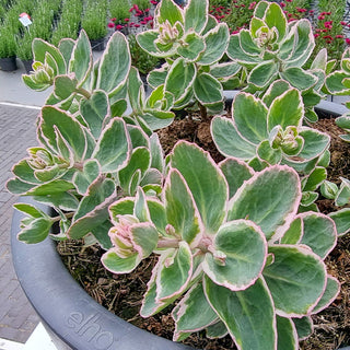 La Vie en Rose Sedum