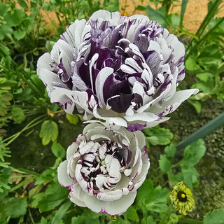 Brushmark Estrada Ranunculus