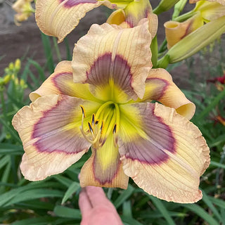 Blue Velvet Eye Reblooming Daylily