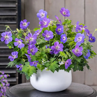 Bloom Me Away Hardy Geranium