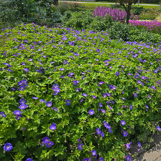 Bloom Me Away Hardy Geranium