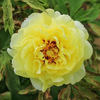 High Noon Tree Peony