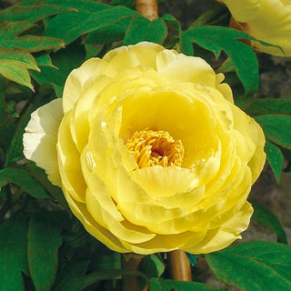 High Noon Tree Peony