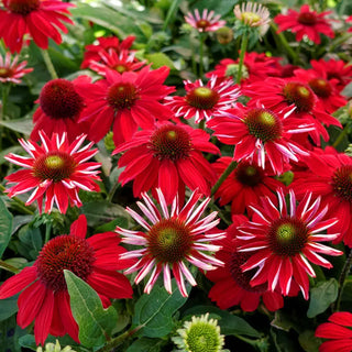 Sombrero Salsa Red Coneflower
