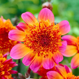 Floorinoor Dahlia