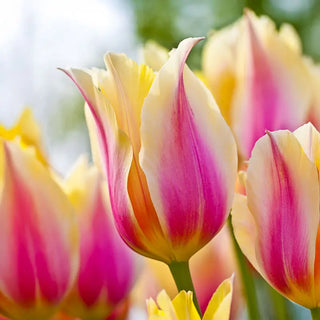 Blushing Beauty Tulip